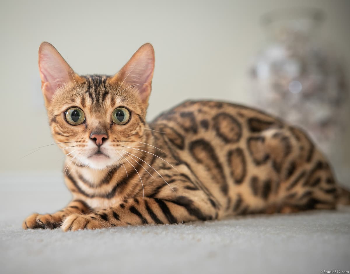 Veterinarian examining a cat